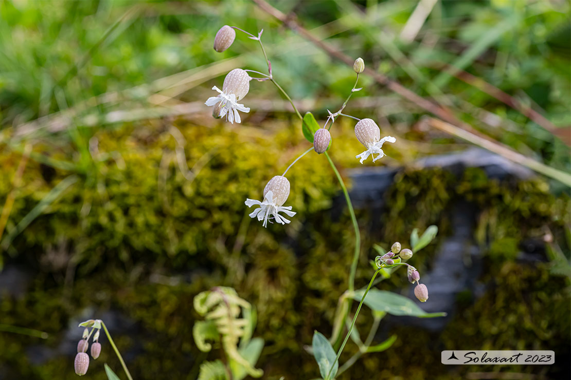 Silene vulgaris