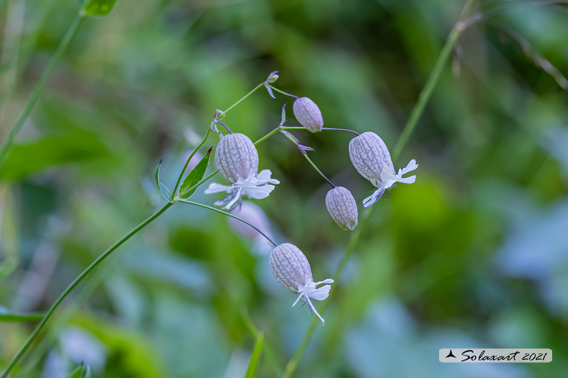 Silene vulgaris