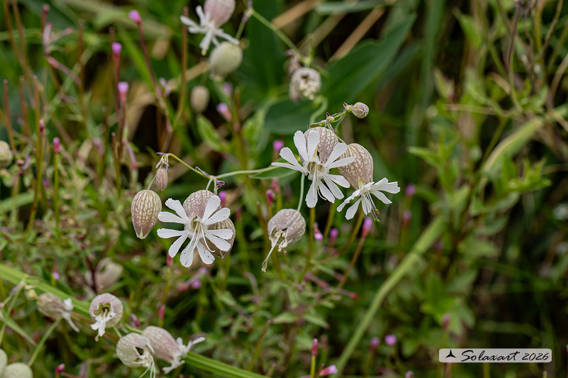 Silene vulgaris