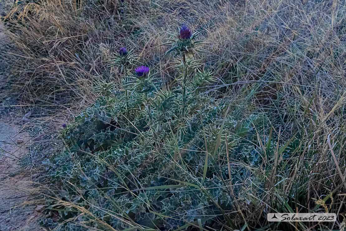 Silybum marianum