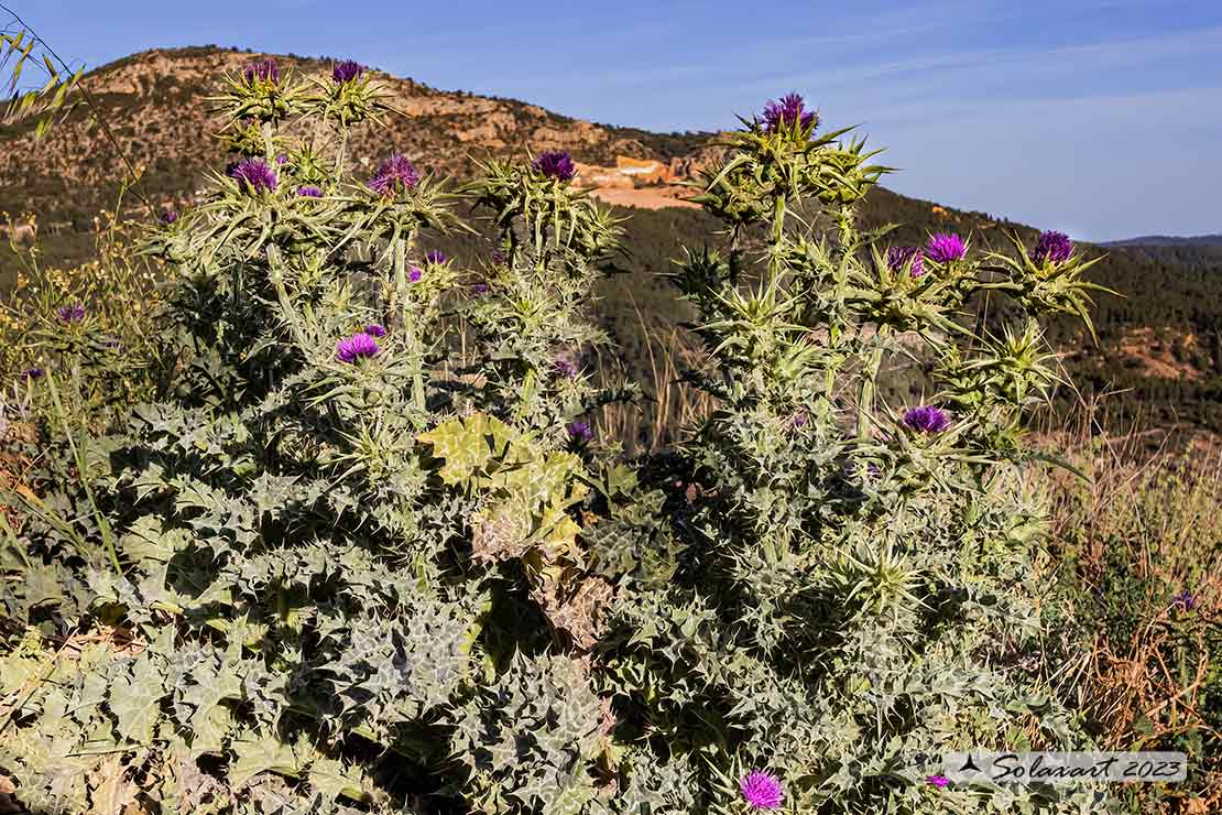 Silybum marianum