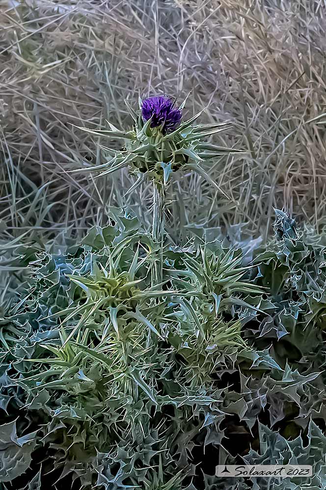 Silybum marianum