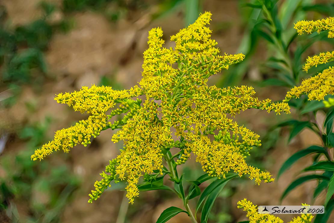 Solidago gigantea