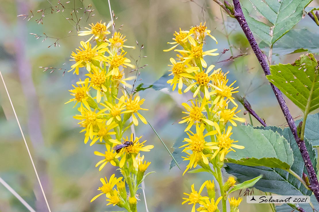 Solidago virgaurea