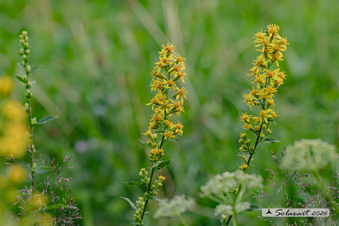 Solidago virgaurea