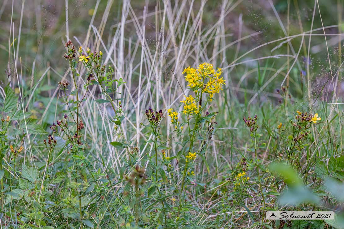 Solidago virgaurea