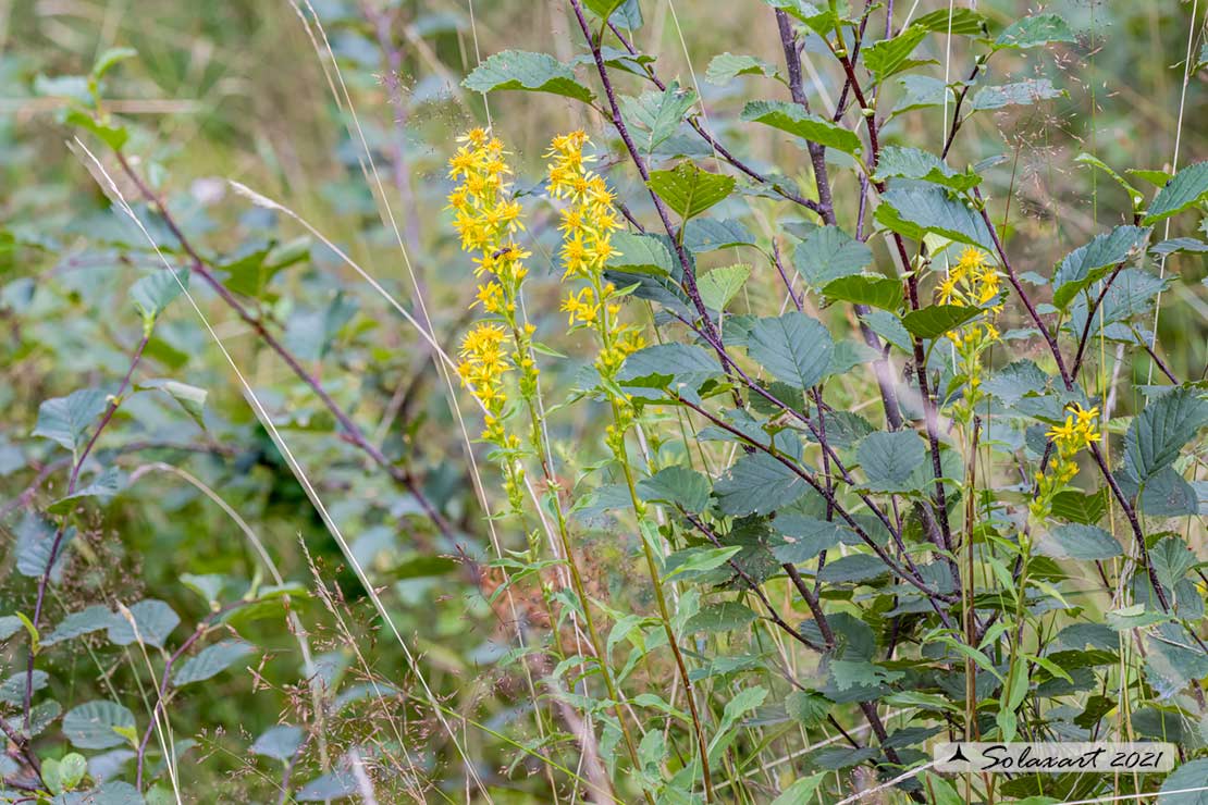 Solidago virgaurea