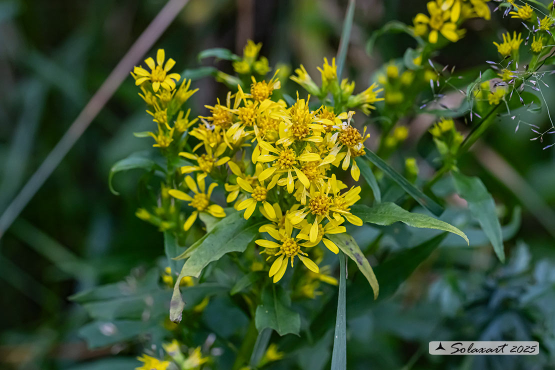 Solidago virgaurea