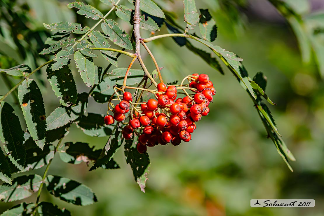Sorbus aucuparia - Sorbo degli uccellatori - Rowan or Mountain-ash