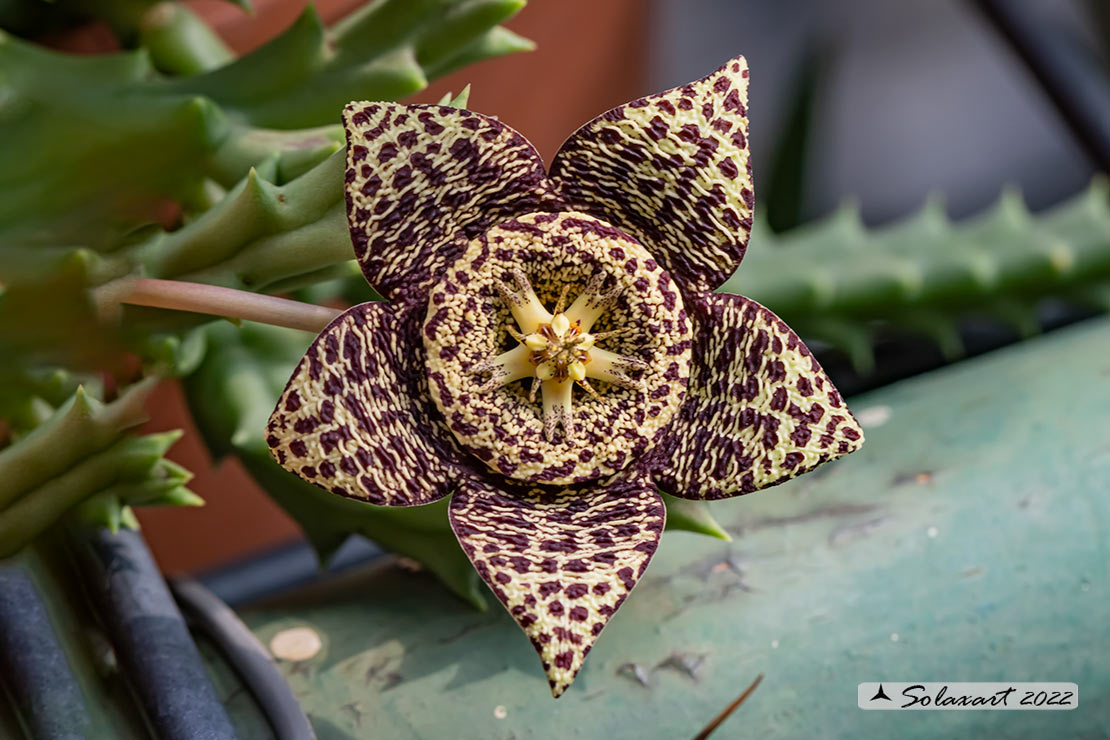 Orbea variegata o Stapelia variegata