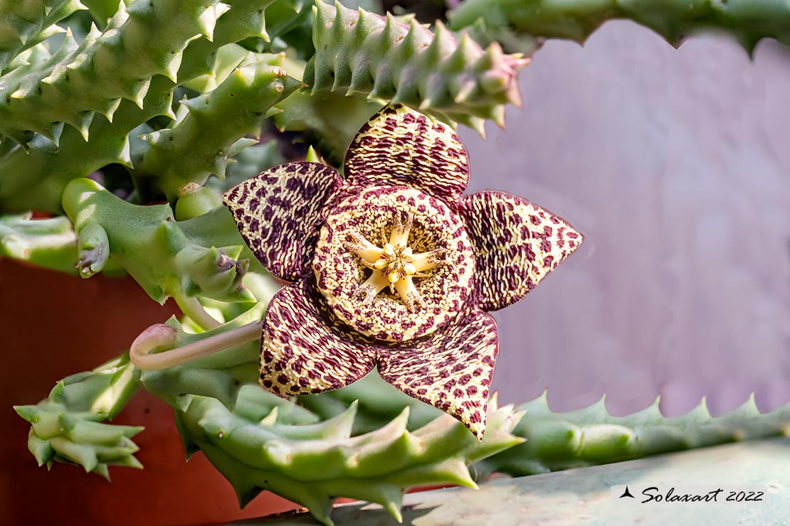 Orbea variegata o Stapelia variegata