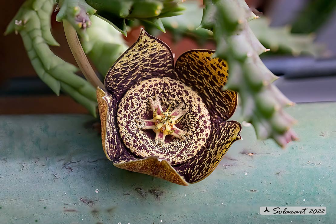 Orbea variegata o Stapelia variegata