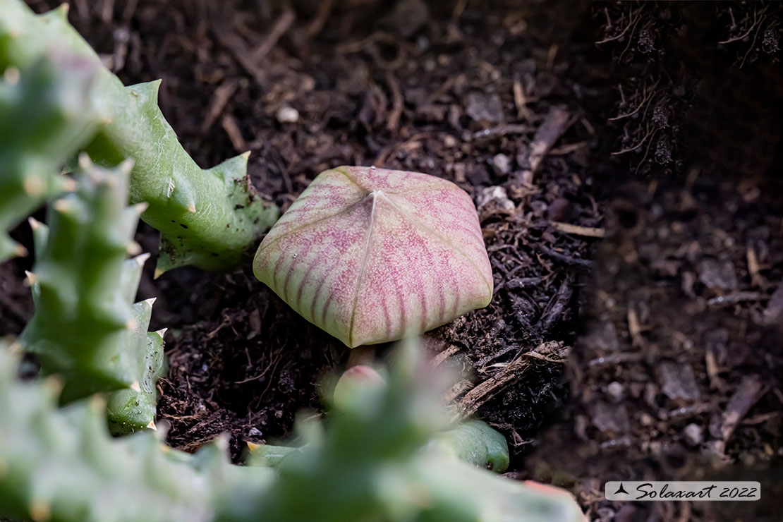 Orbea variegata o Stapelia variegata