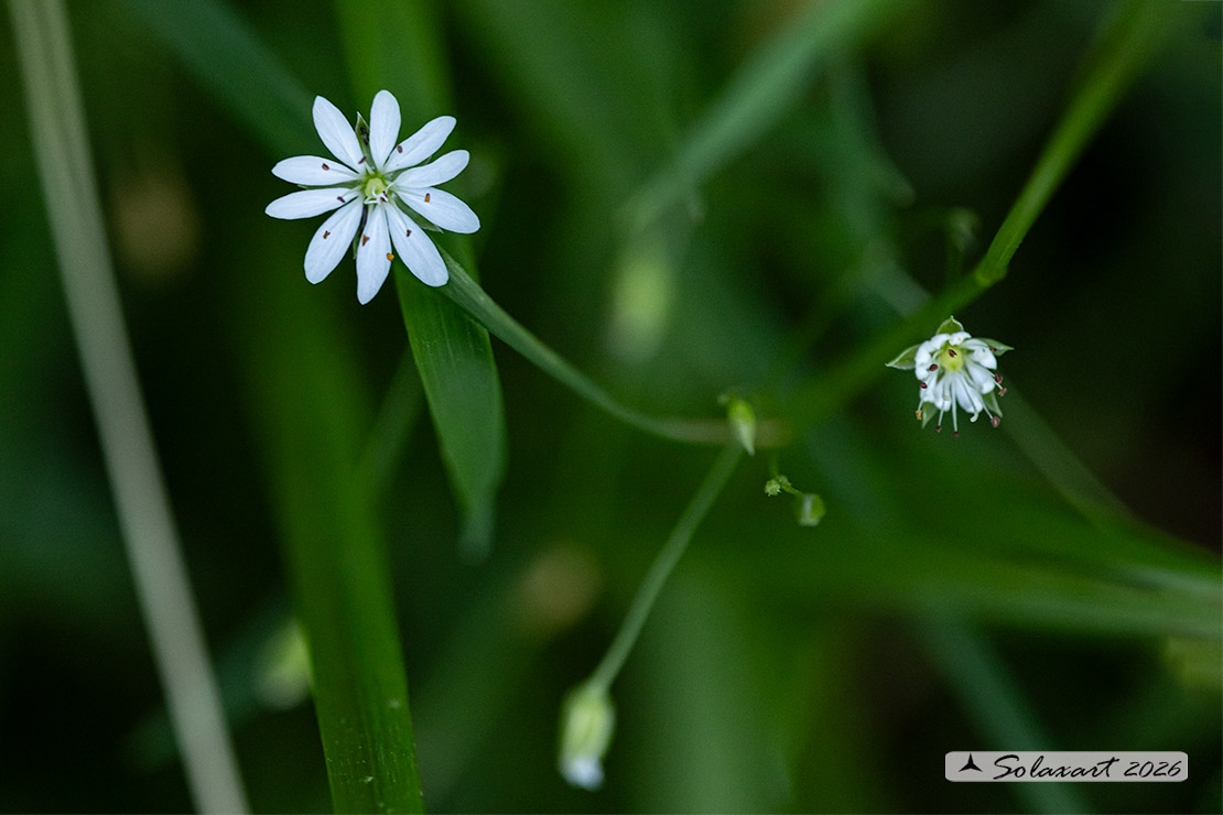 Stellaria graminea