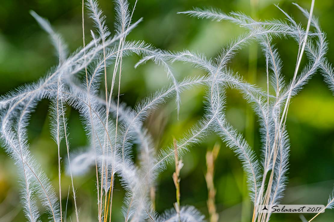 Stipa pennata