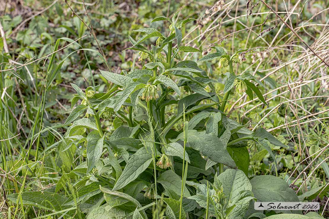 Symphytum tuberosum