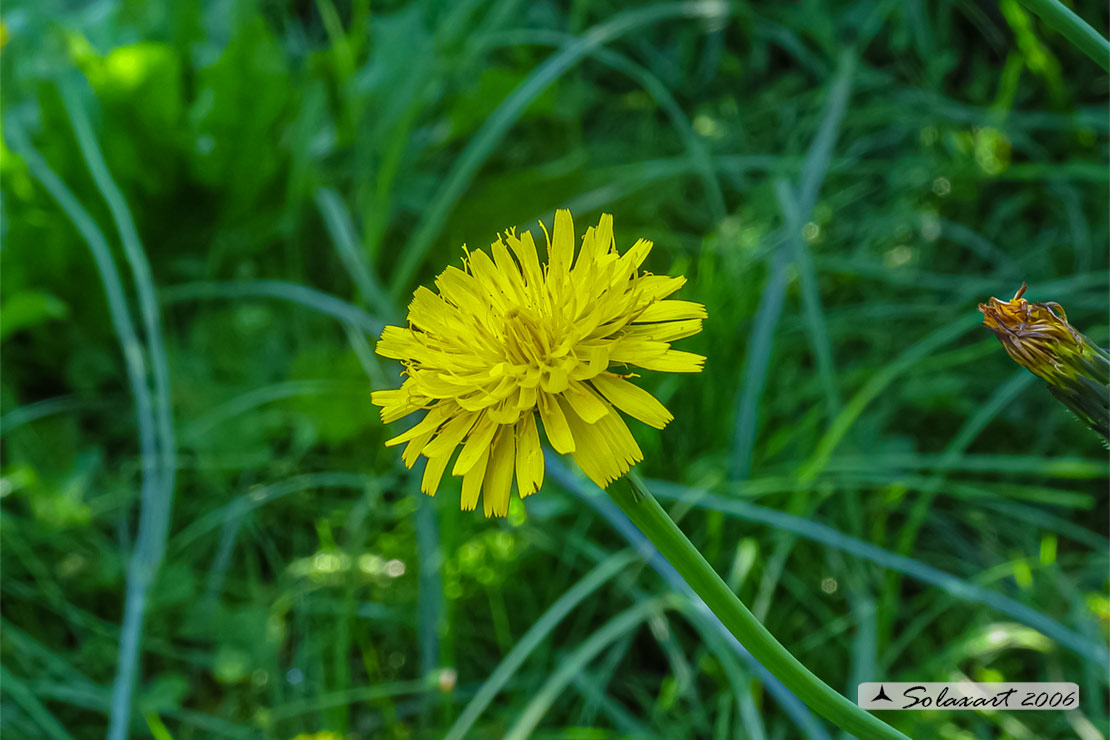 Taraxacum officinale - Taràssaco