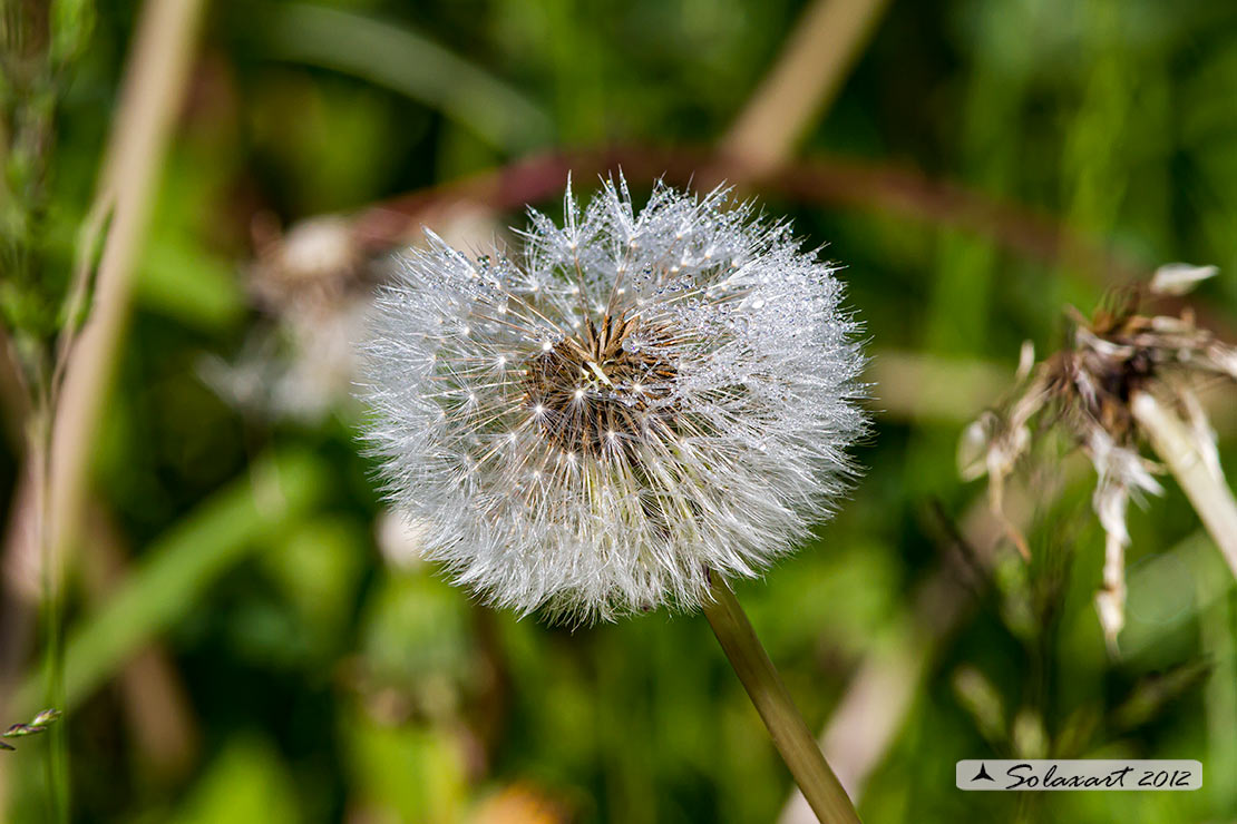 Taraxacum officinale - Taràssaco