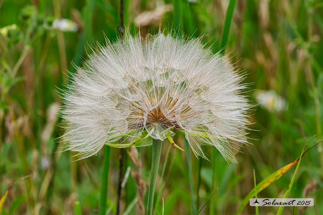 Taraxacum officinale - Taràssaco