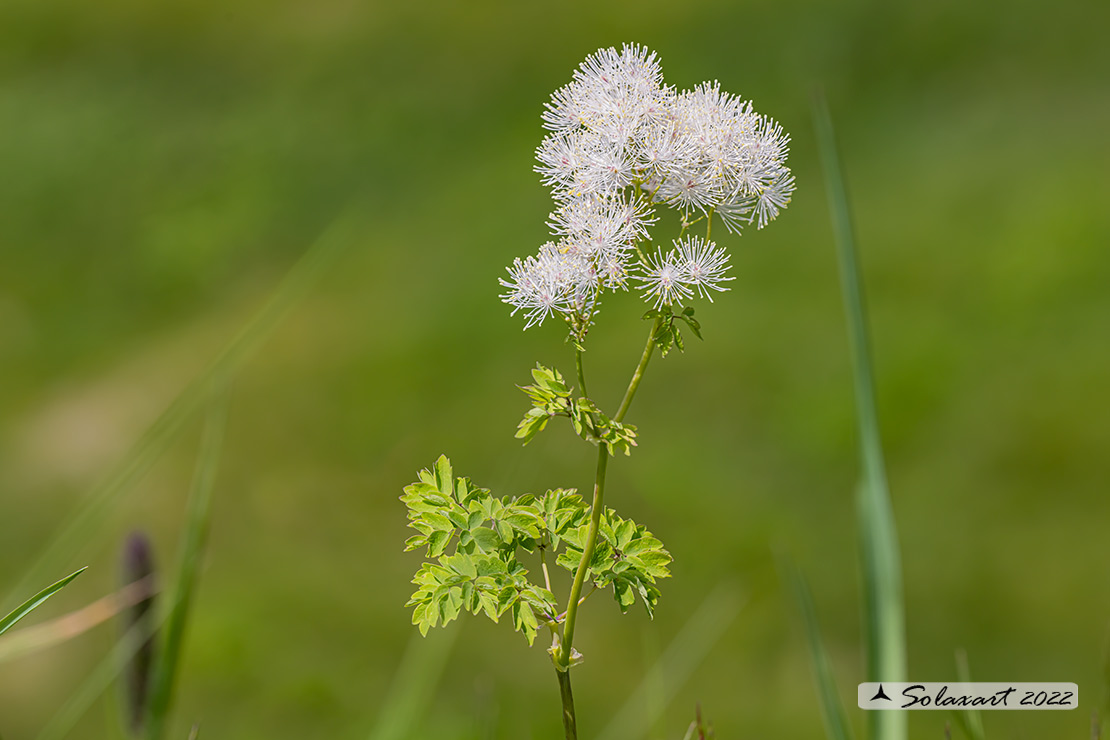 Thalictrum aquilegiifolium