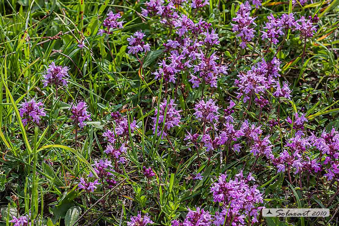 Thymus praecox - Timo precoce