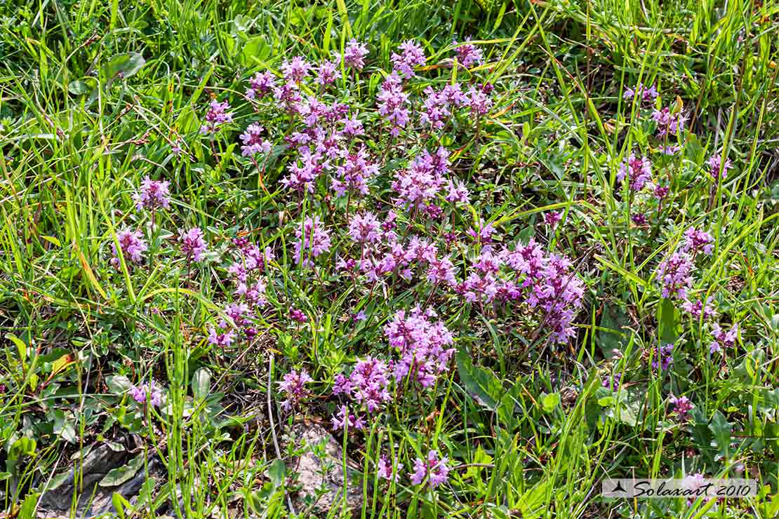 Thymus vulgaris - Timo precoce