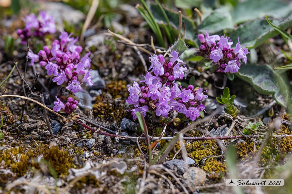 Thymus praecox -  Timo precoce