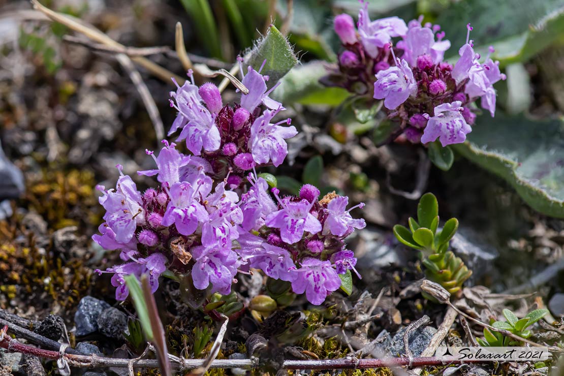 Thymus praecox -  Timo precoce