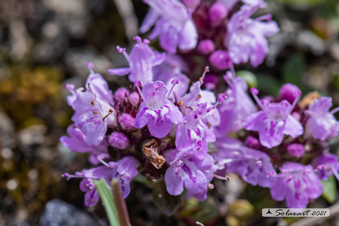 Thymus praecox -  Timo precoce