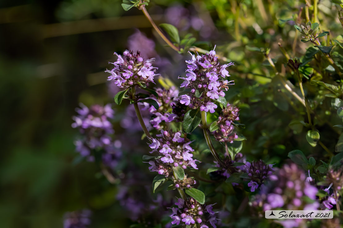 Thymus praecox -  Timo precoce