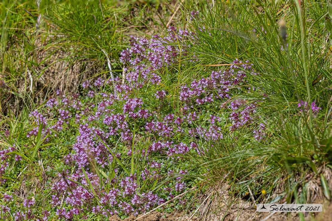 Thymus praecox -  Timo precoce