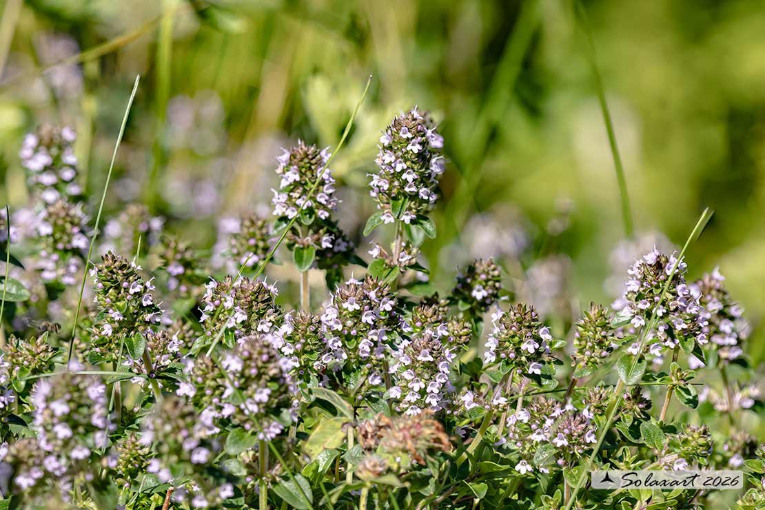 Thymus serpyllum - Serpillo