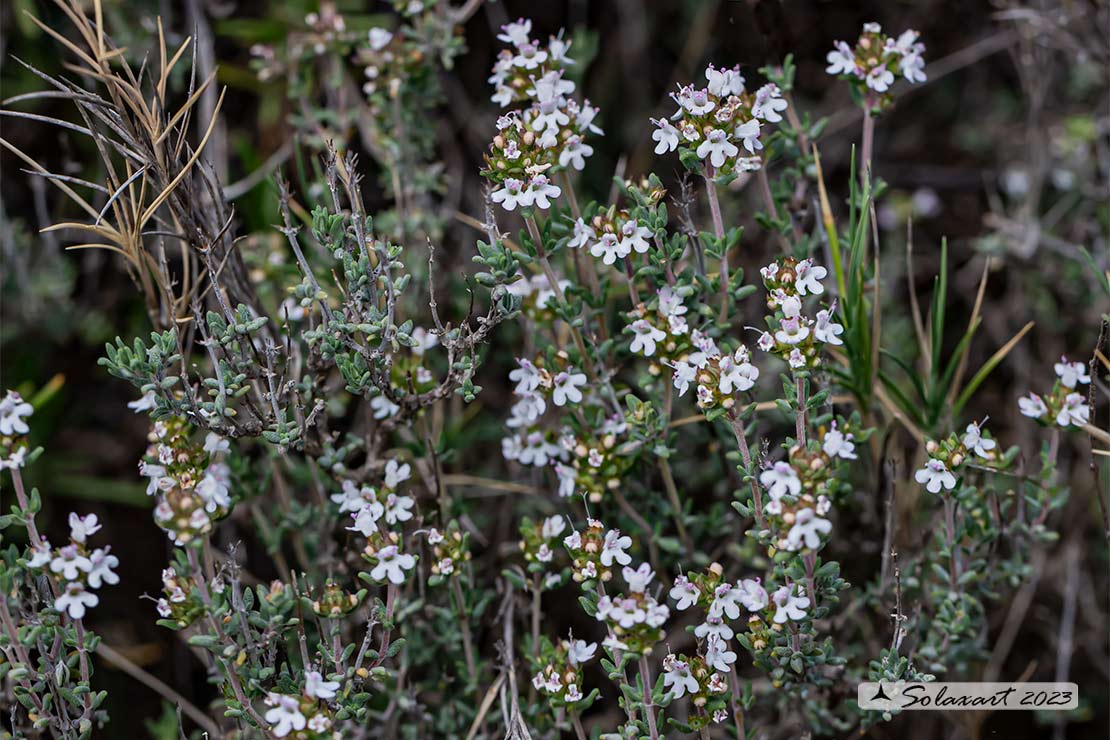 Thymus vulgaris - Timo