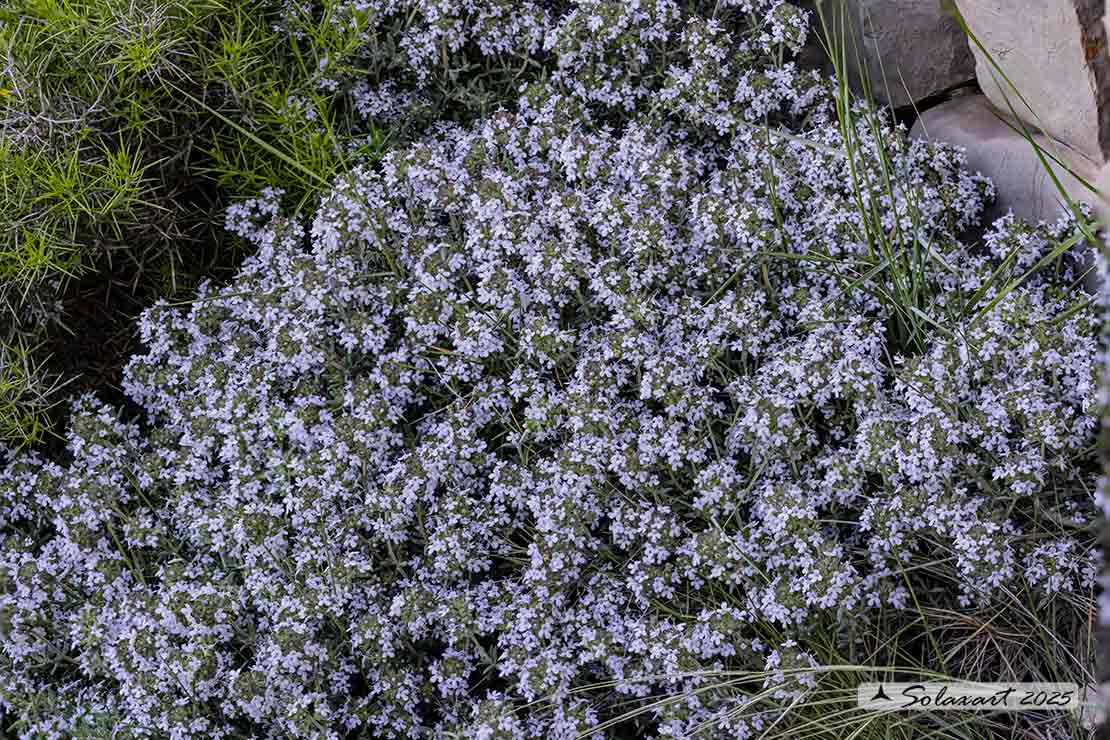 Thymus vulgaris - Timo