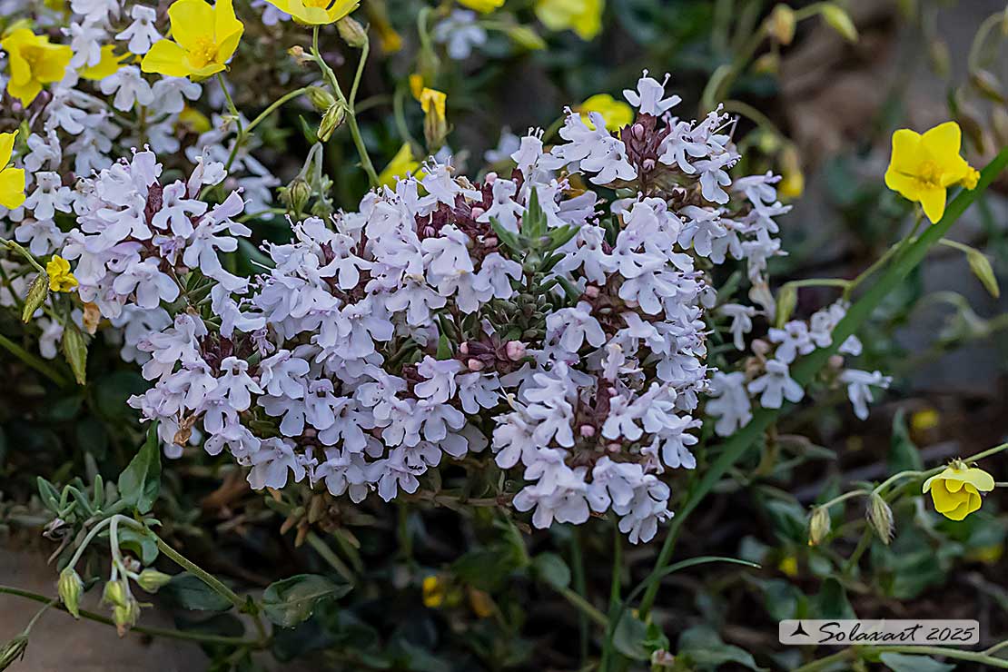 Thymus vulgaris - Timo