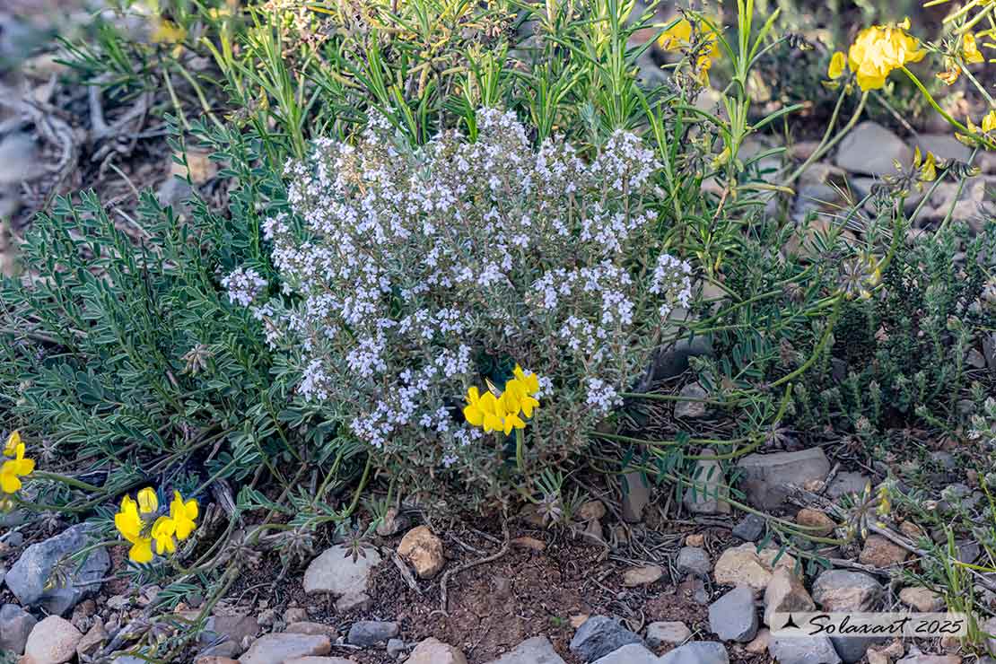 Thymus vulgaris - Timo