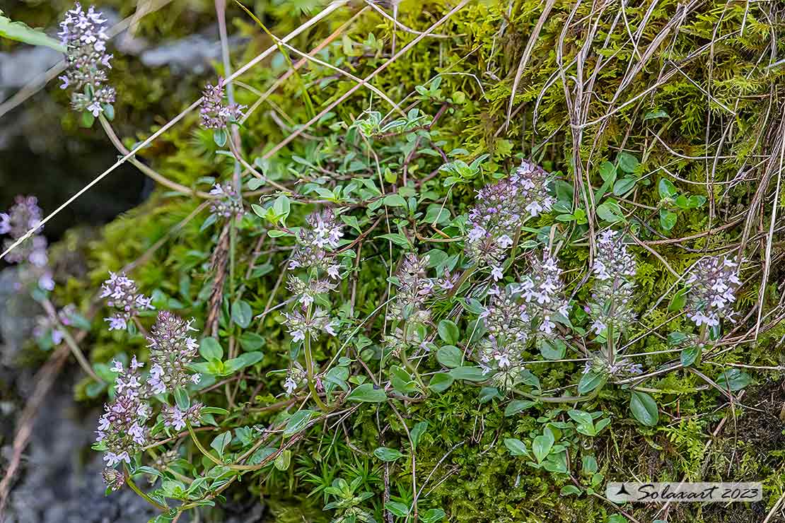 Thymus vulgaris - Timo