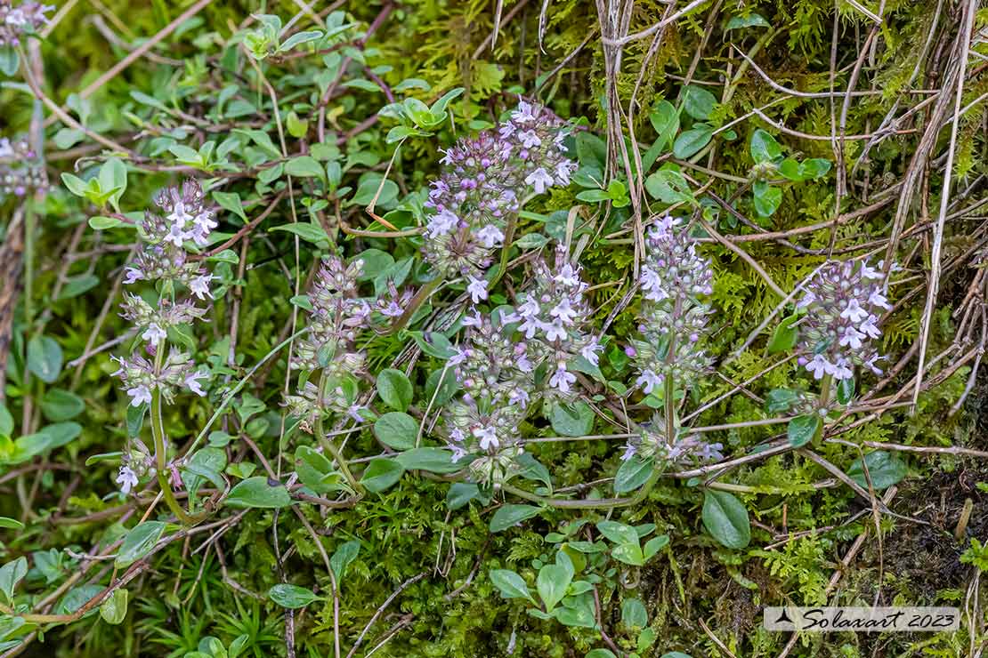 Thymus vulgaris - Timo