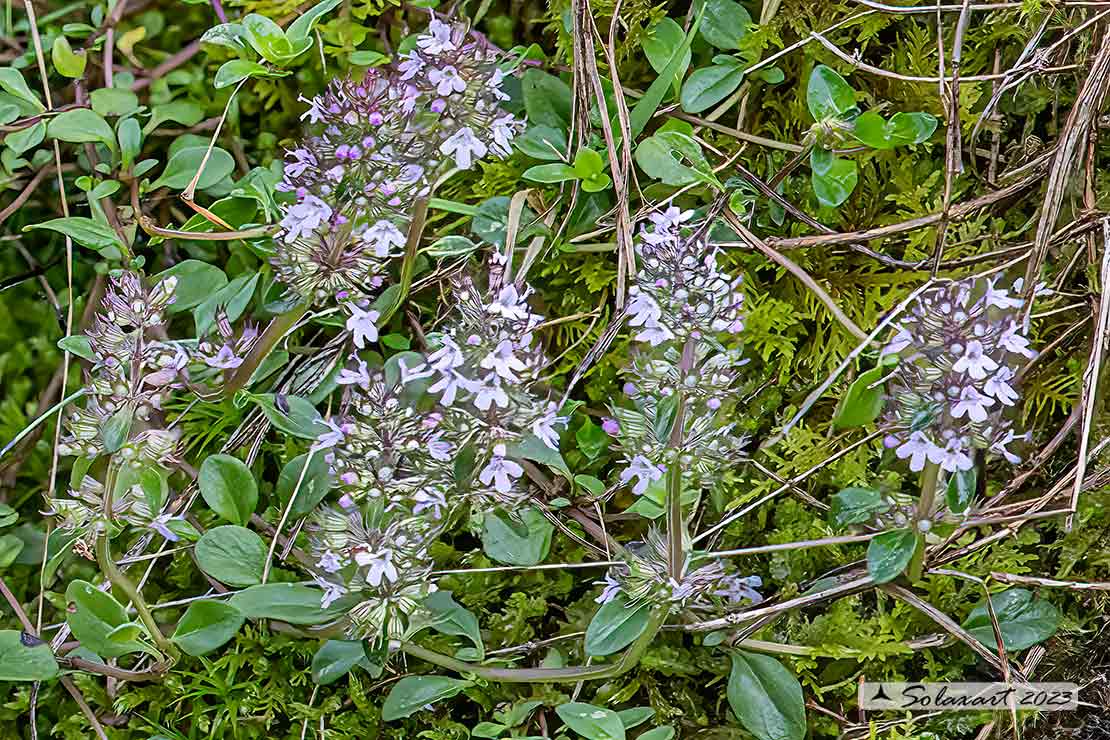 Thymus vulgaris - Timo