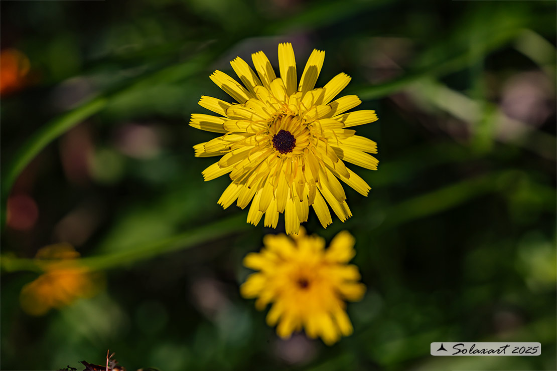 Tolpis staticifolia - Radicchiella 