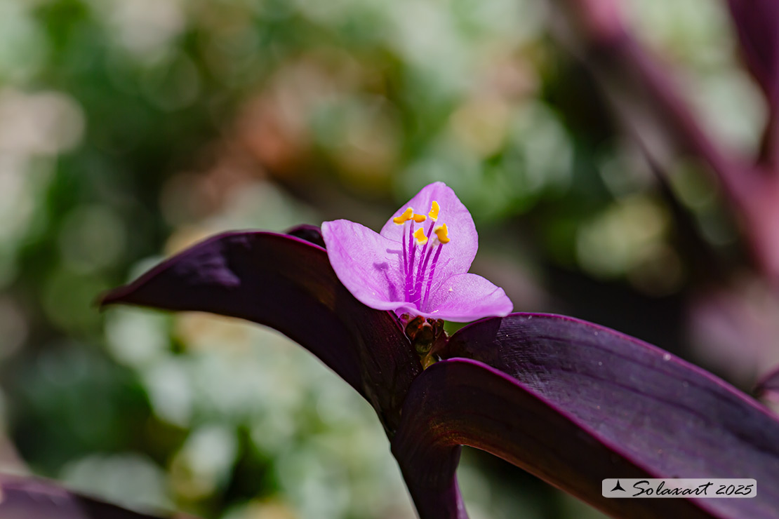 Tradescantia pallida