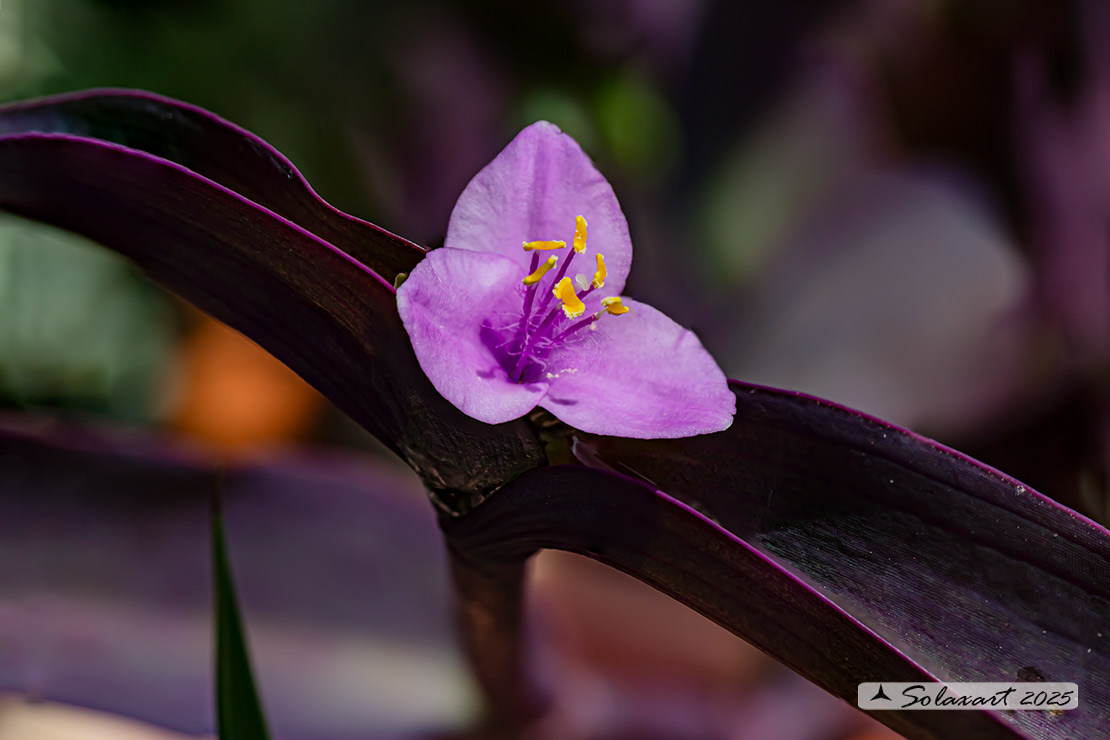 Tradescantia pallida