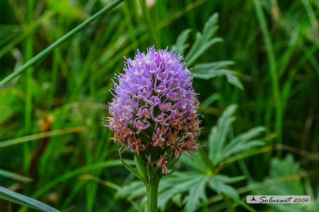 Traunsteinera globosa