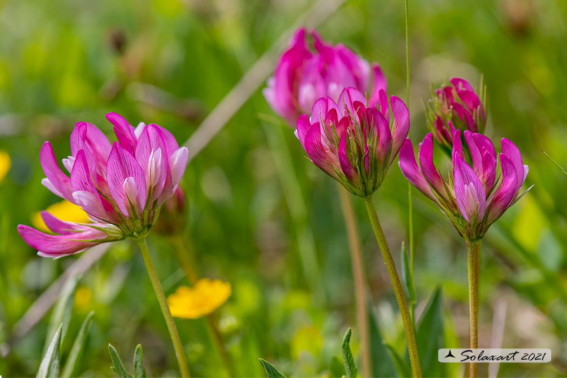 Trifolium alpinum - Trifoglio alpino