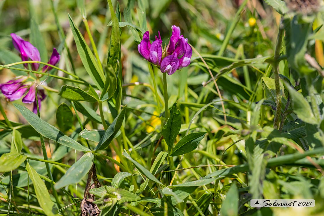 Trifolium alpinum - Trifoglio alpino