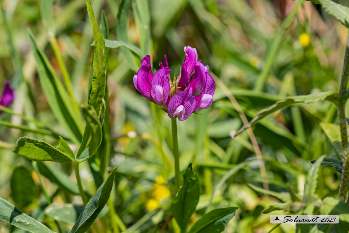 Trifolium alpinum - Trifoglio alpino