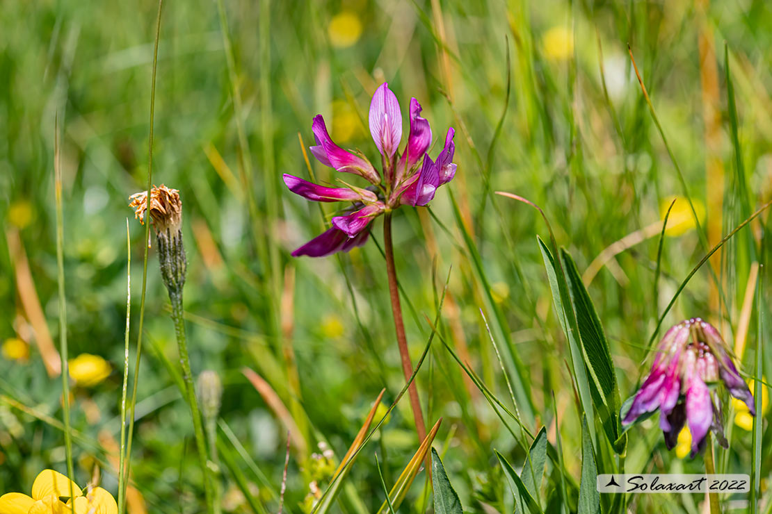 Trifolium alpinum - Trifoglio alpino