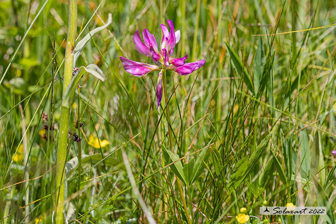 Trifolium alpinum - Trifoglio alpino