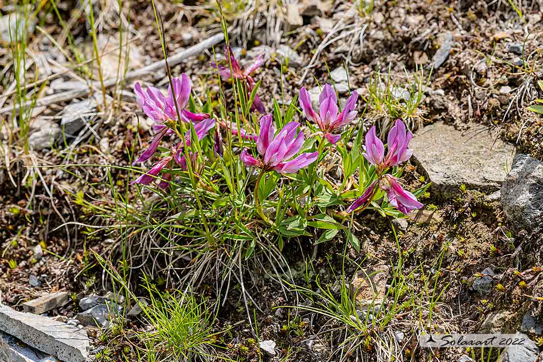 Trifolium alpinum - Trifoglio alpino