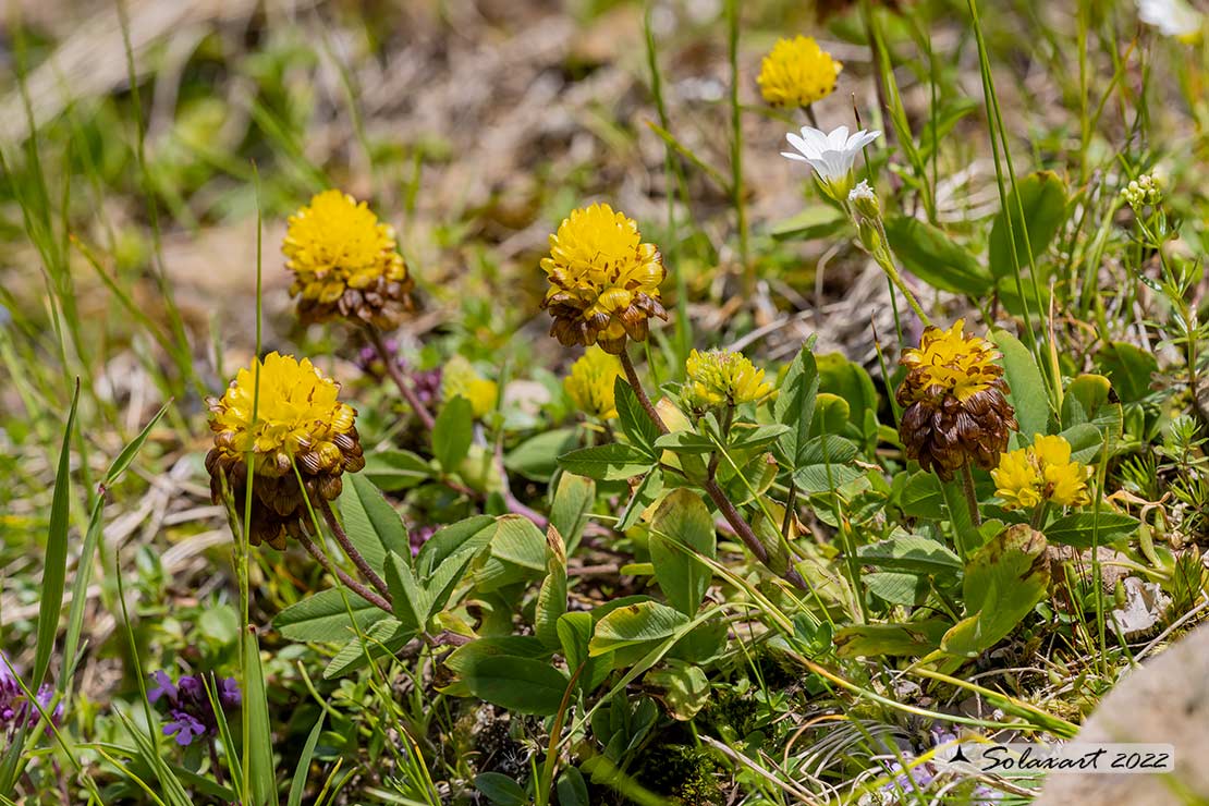 Trifolium badium - Trifoglio bruno